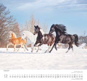 Geliebte Pferde 2025 – DUMONT-Wandkalender – Pferdefotografie von Christiane Slawik Format – 38,0 x 35,5 cm