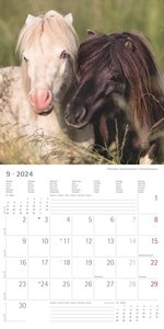 Ponys 2024 - Broschürenkalender 30x30 cm (30x60 geöffnet) - Kalender mit Platz für Notizen - Ponies - Bildkalender - Wandplaner - Pferdekalender