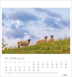 Extra Schaf Postkartenkalender 2026