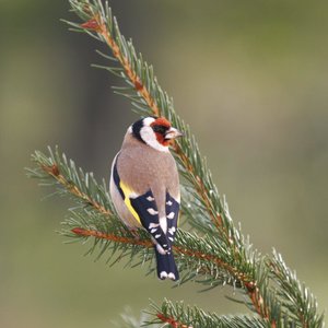 Heimische Vögel 2022