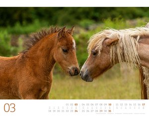 Wilde Pferde Kalender 2024