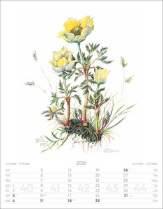 Alpenblumen-Aquarelle Kalender 2026