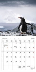 Pinguine 2025