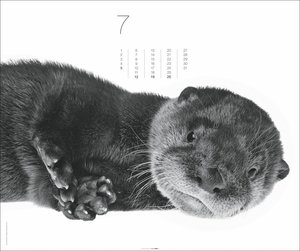 Black & White Animals 2026