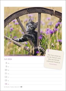 Katzenglück Wochenkalender 2024. Jede Woche eine süße Katze in dem kleinen Fotokalender. Passende Zitate und niedliche Fotos machen diesen Wandkalender zum echten Blickfang!