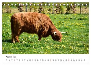 Zottelige Schotten (Tischkalender 2024 DIN A5 quer), CALVENDO Monatskalender