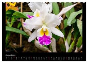 Wunderbare Orchideen (Wandkalender 2024 DIN A2 quer), CALVENDO Monatskalender