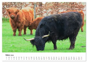 Zottelige Schotten (Wandkalender 2024 DIN A3 quer), CALVENDO Monatskalender