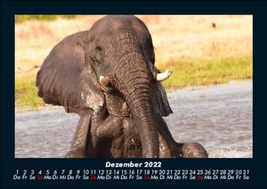 Der Elefantenkalender 2022 Fotokalender DIN A5