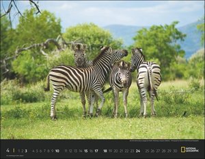 Wildlife Posterkalender National Geographic 2022