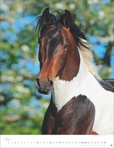 Pferde Classics Posterkalender 2026