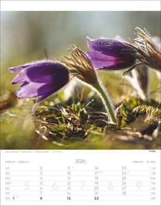 Alpenblumen Kalender 2026