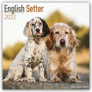 English Setter - Englisch Setter 2022 - 16-Monatskalender