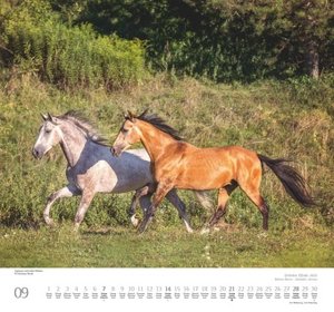 Geliebte Pferde 2025 – DUMONT-Wandkalender – Pferdefotografie von Christiane Slawik Format – 38,0 x 35,5 cm
