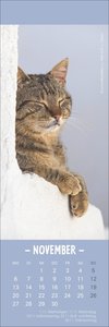 Katzen Lesezeichen & Kalender 2023. Süße Kätzchen in einem Mini-Kalender. Perfekt als kleine Aufmerksamkeit zu Weihnachten. Das Mitbringsel für Katzenfans und Bücherwürmer!