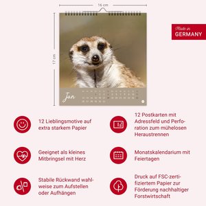 Erdmännchen Postkartenkalender 2026