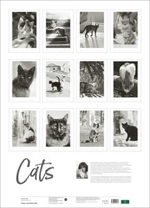 Cats Edition Kalender 2026