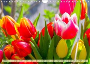 Tulpen. Zauberhafte Blütenpracht (Wandkalender 2023 DIN A4 quer)