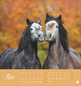 Pferde Postkartenkalender 2026
