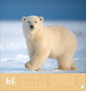 Bärenstark Postkartenkalender 2026