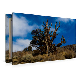 Premium Textil-Leinwand 90 cm x 60 cm quer Ancient Bristlecone Pine Forest, Kalifornien