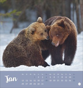 Bärenstark Postkartenkalender 2026