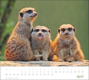 times&more Erdmännchen Bildkalender 2022