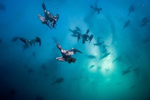 IMAX - Wild Ocean 3D - Überlebenskampf unter Wasser