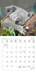 Koala Bären 2023