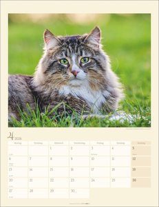 Katzen auf dem Lande Kalender 2026