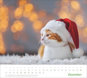 times&more Katzen Bildkalender 2026
