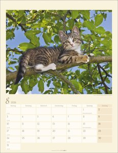 Katzen auf dem Lande Kalender 2026
