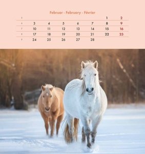 Pferde 2025 - Postkartenkalender 16x17 cm - Horses - zum Aufstellen oder Aufhängen - Monatskalendarium - Gadget - Mitbringsel - Alpha Edition