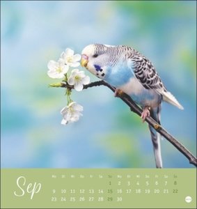 Freche Wellensittiche Postkartenkalender 2024 von Monika Wegler. Die bunten Vögel in einem kleinen Kalender zum Aufstellen und Aufhängen. Perforierter Postkarten-Fotokalender.