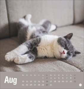 Tierisch entspannte Katzen Postkartenkalender 2026