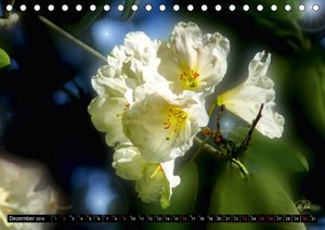 Rhododendren in der Parklandschaft Ammerland