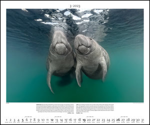 Lebensraum Meer 2023 - Bild-Kalender - Poster-Kalender - 60x50