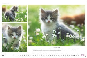 Whiskas Katzenkalender 2026