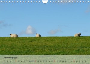 Schafe zählen leicht gemacht! (Wandkalender 2023 DIN A4 quer)