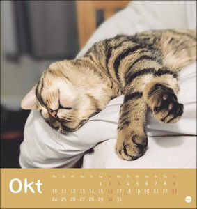 Tierisch entspannte Katzen Postkartenkalender 2022