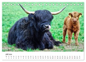 Zottelige Schotten (Tischkalender 2024 DIN A5 quer), CALVENDO Monatskalender