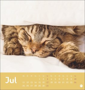 Tierisch entspannte Katzen Postkartenkalender 2022