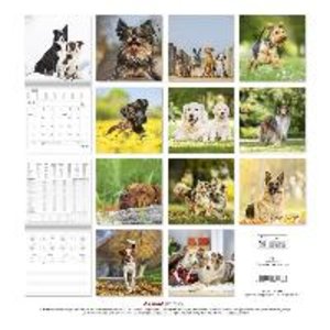 Hunde 2023 - Broschürenkalender 30x30 cm (30x60 geöffnet) - Kalender mit Platz für Notizen - Dogs - Bildkalender - Wandkalender - Hundekalender
