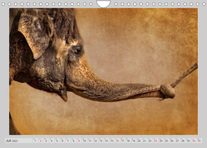 Elefanten - Portraits der besonderen Art (Wandkalender 2023 DIN A4 quer)