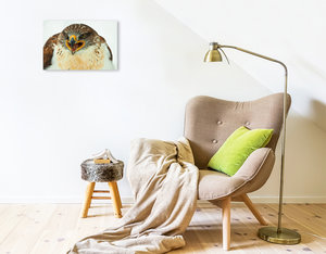Premium Textil-Leinwand 45 cm x 30 cm quer Koenigsraufussbussard - Buteo regalis