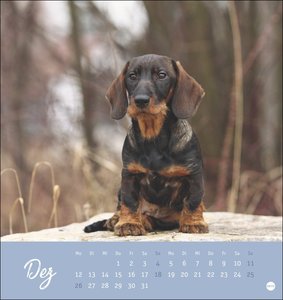 Dackel Postkartenkalender 2022