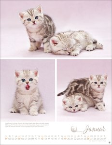 Katzenkinder Posterkalender 2025