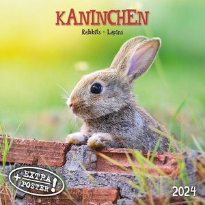 Rabbits/Kaninchen 2024