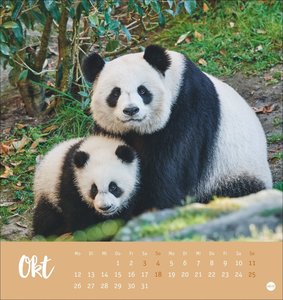 Bärenstark Postkartenkalender 2026