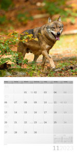 Wölfe Kalender 2023 - 30x30